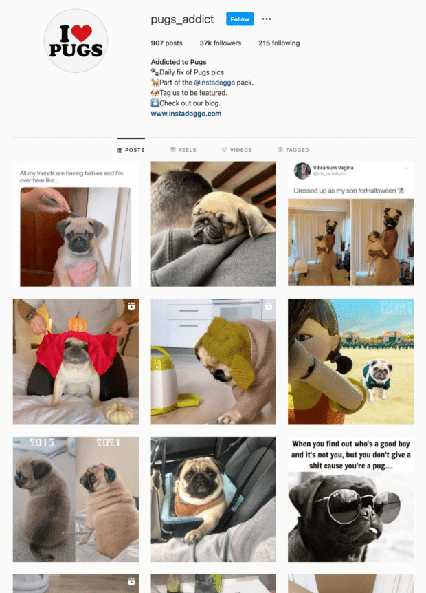 Instagram上专门为哈巴狗设计的个人资料